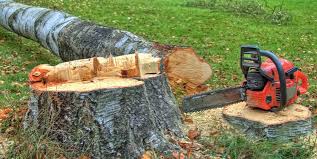 Best Storm Damage Tree Cleanup  in Vinton, VA