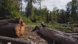 Best Tree Maintenance Programs  in Vinton, VA