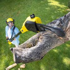 Best Fruit Tree Pruning  in Vinton, VA