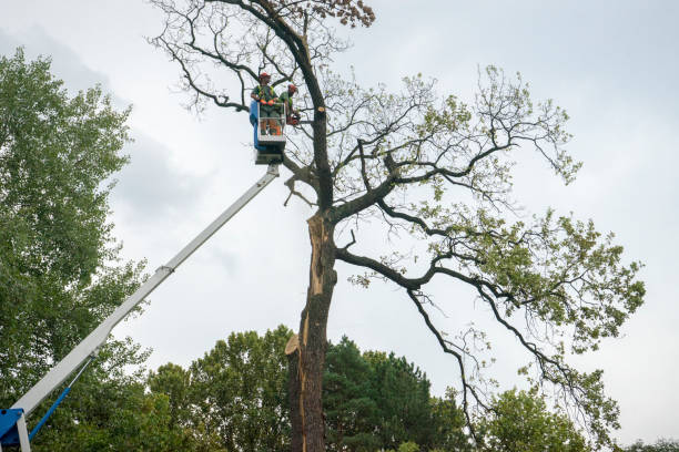 Best Tree Cabling and Bracing  in Vinton, VA
