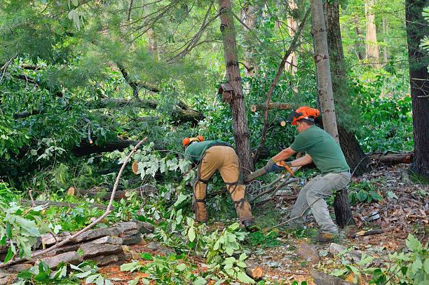 Best Palm Tree Trimming  in Vinton, VA