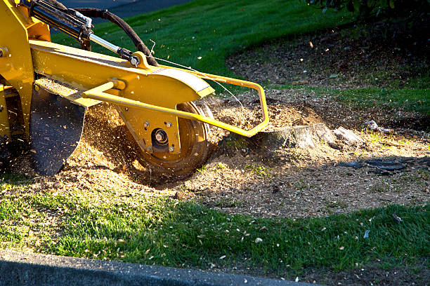 Lawn Grading and Leveling in Vinton, VA